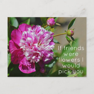 Cartão Postal Pun De Flor De Algodão Cor-De-Rosa