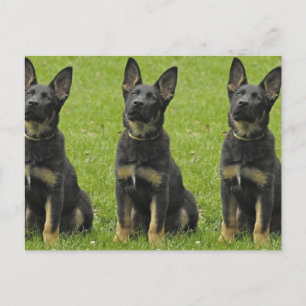 Cartão Postal Pup GSD preto e torto