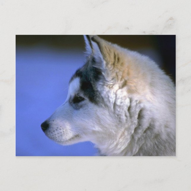Cartão Postal Pup Siberian Husky (Frente)