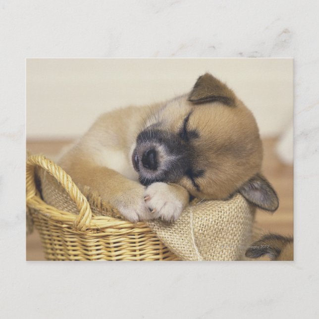 Cartão Postal Puppy 3 (Frente)