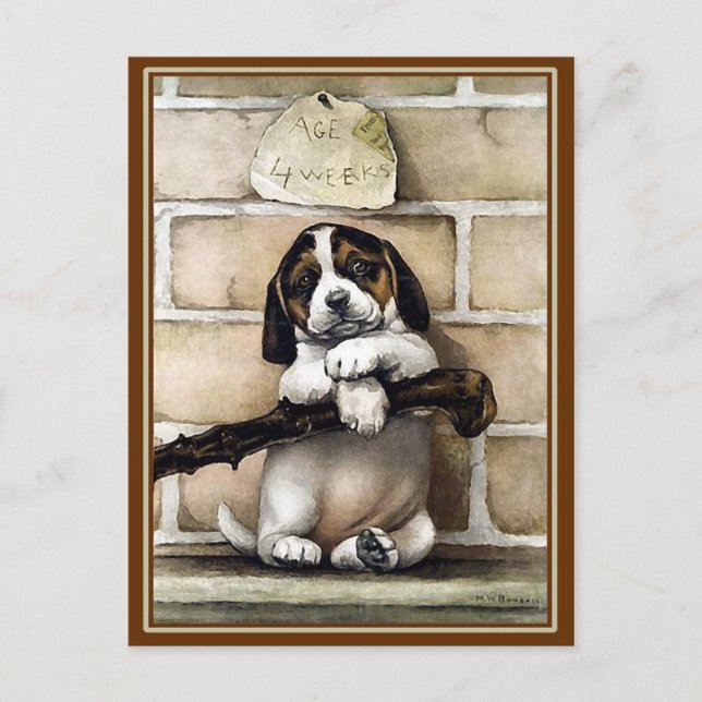 Cartão Postal "Puppy, 4 Semanas de Idade" (Frente)