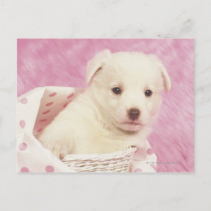 Cartão Postal Puppy 5