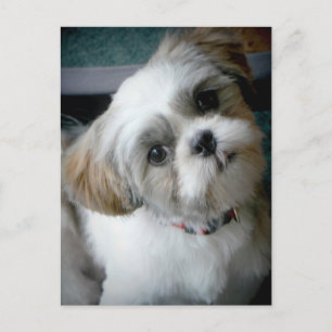 Cartão Postal Puppy Buddie