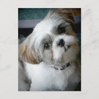 Cartão Postal Puppy Buddie