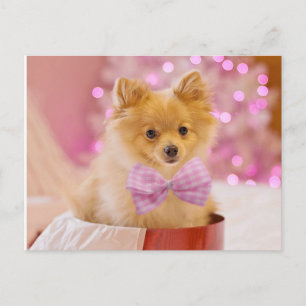 Cartão Postal Puppy com Arco