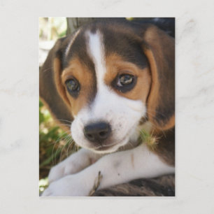 Cartão Postal Puppy Dog Beagle