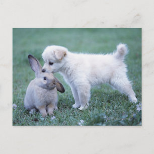 Cartão Postal Puppy e Lop Ear Rabbit no gramado