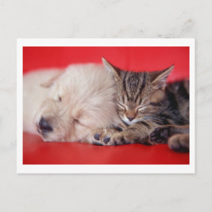 Cartão Postal Puppy & Kitten