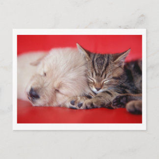 Cartão Postal Puppy & Kitten