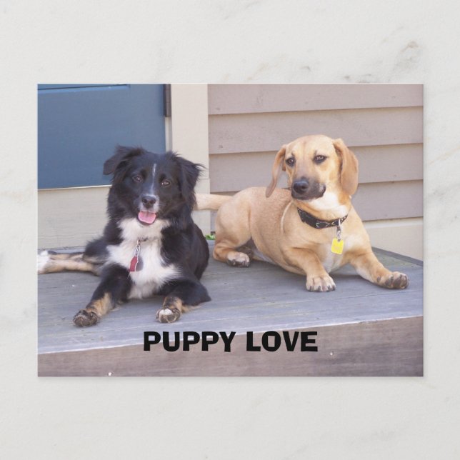 CARTÃO POSTAL PUPPY LOVE (Frente)