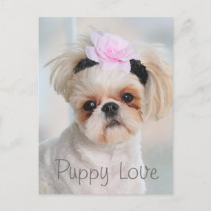 Cartão Postal Puppy Love