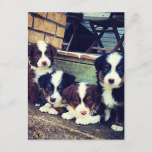 Cartão Postal Puppy Love - Adorável Pastor Australiano