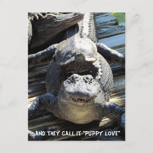 Cartão Postal "Puppy Love" - Cartão-postal Gator / Alligator (Frente)