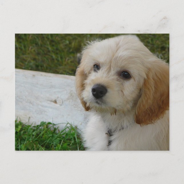 Cartão Postal Puppy Love - Cute MaltiPoo Dog Photo (Frente)