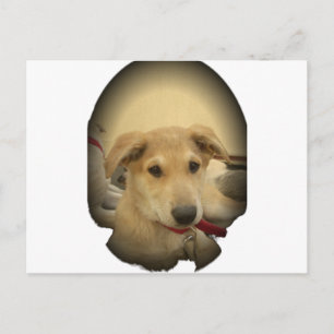 Cartão Postal Puppy Love: Melhor Amigo do Homem