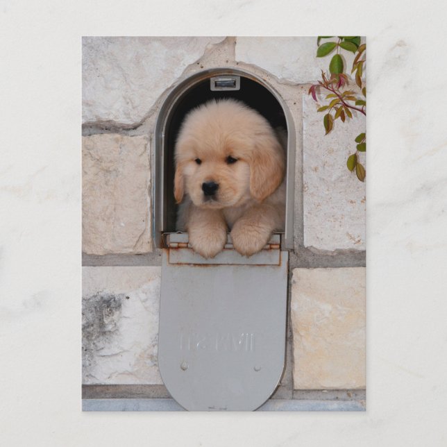 Cartão Postal Puppy Mail (Frente)