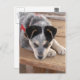 Cartão Postal Puppy Mishead (Frente/Verso)