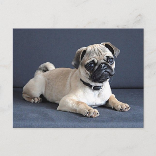 Cartão Postal Puppy On Lounging Couch (Frente)
