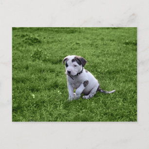 Cartão Postal Puppy Pit Bull T-Bone