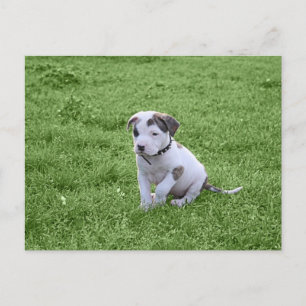 Cartão Postal Puppy Pit Bull T-Bone