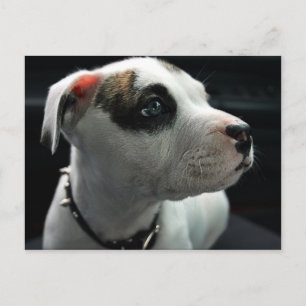 Cartão Postal Puppy Pit Bull T-Bone