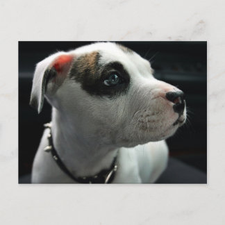Cartão Postal Puppy Pit Bull T-Bone