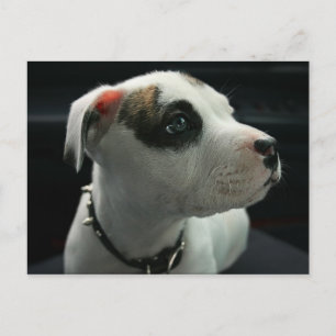 Cartão Postal Puppy Pit Bull T-Bone