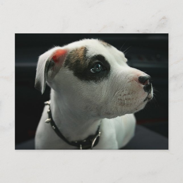 Cartão Postal Puppy Pit Bull T-Bone (Frente)