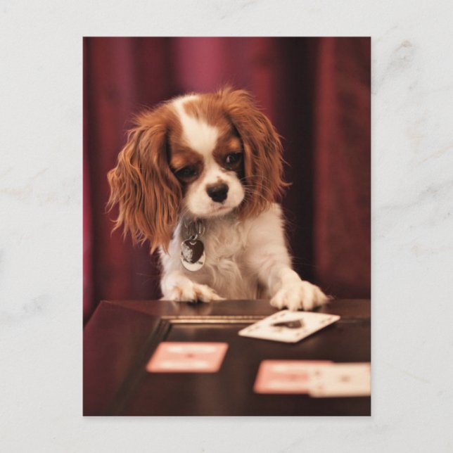 Cartão Postal Puppy Plays Cards (Frente)