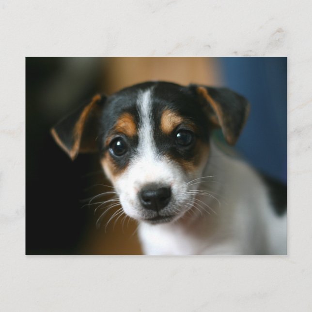 Cartão Postal Puppy Postcard - Jack Russell Terrier (Frente)