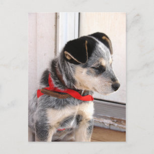 Cartão Postal Puppy Posto
