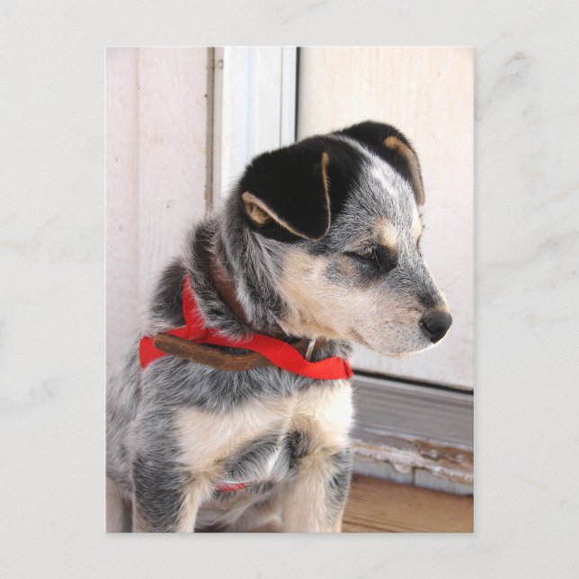 Cartão Postal Puppy Posto (Frente)