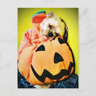 Cartão Postal Puppy Pumpkin