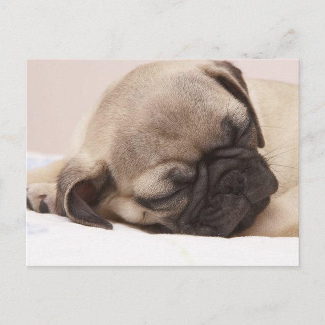 Cartão Postal Puppy Sonhando (Frente)