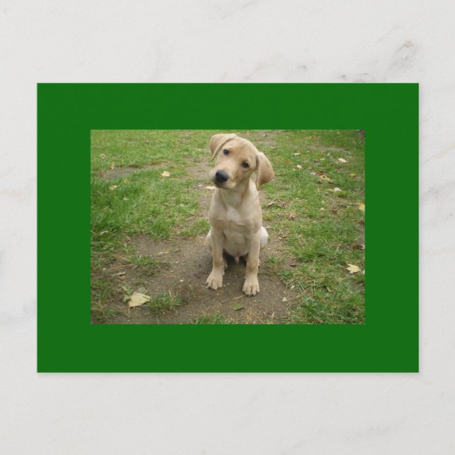 Cartão Postal Puppy Tills Head Labrador (Frente)