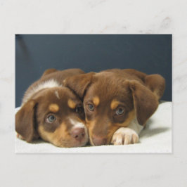 Cartão Postal Pups