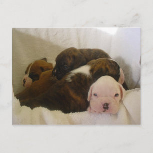 Cartão Postal pups.png