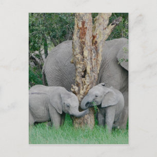 Cartão Postal Pura Bliss