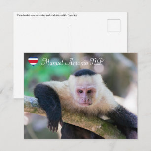 Cartão Postal Pura vida para macaco capuchinho de cabeça branca