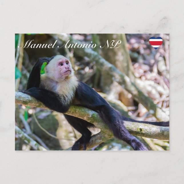 Cartão Postal Pura vida para macaco capuchinho de cabeça branca (Frente)