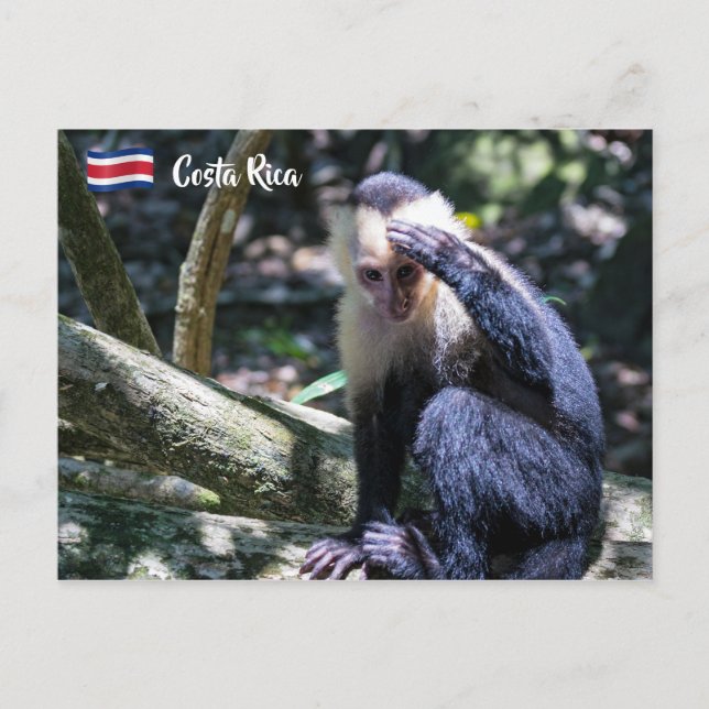 Cartão Postal Pura vida para macaco-prego branco (Frente)