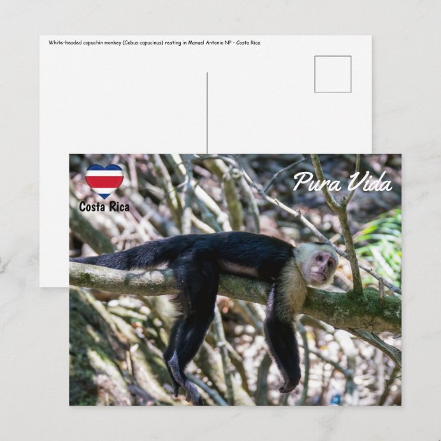 Cartão Postal Pura vida para macaco-prego branco (Frente/Verso)