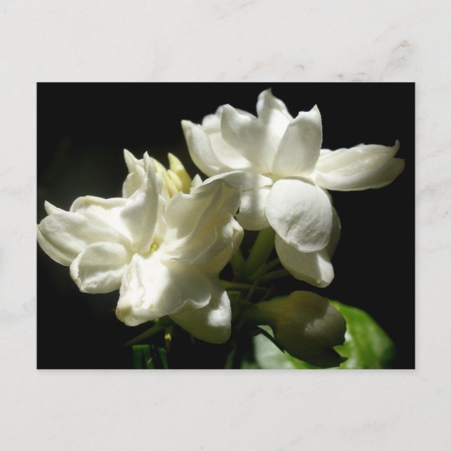 Cartão Postal Pure Jasmine (Frente)