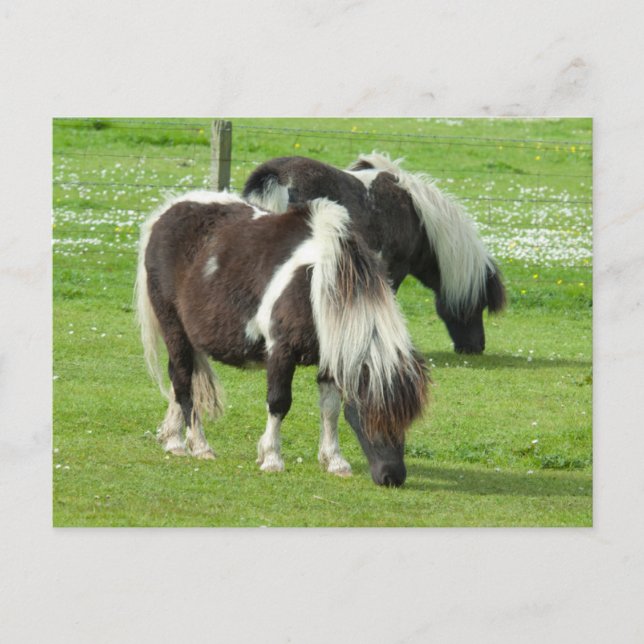 Cartão Postal Purebred Shetland Paint Ponies (Frente)