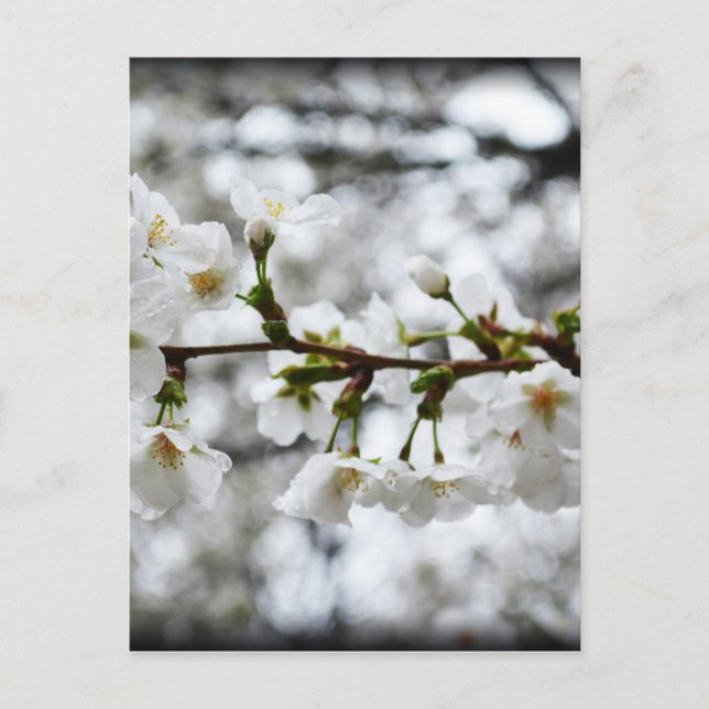 Cartão Postal Pureza gentil (Frente)