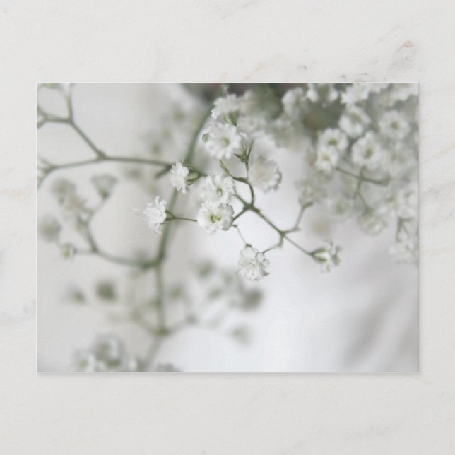 Cartão Postal Purity (Frente)