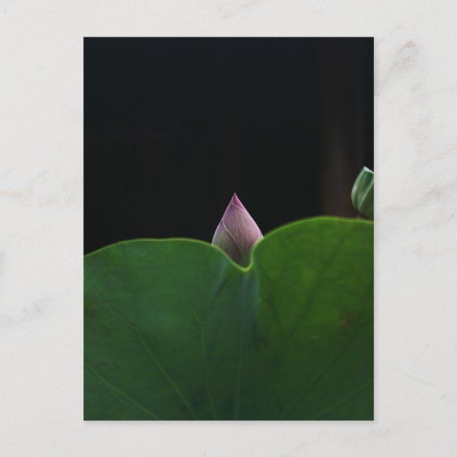 Cartão Postal Puro (Frente)