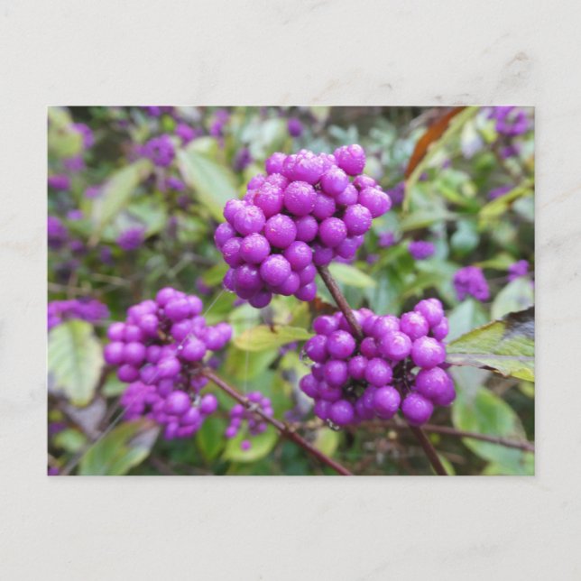 Cartão postal Purple Callicarpa DIY (Frente)