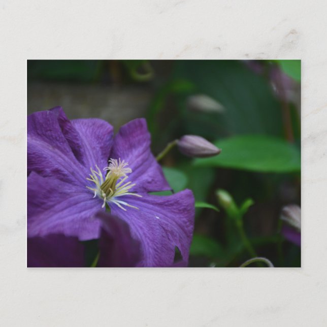 Cartão Postal Purple Clematis (Frente)