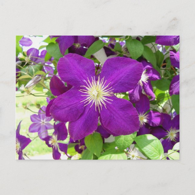 Cartão Postal Purple Clematis (Frente)
